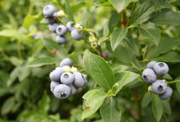Blueberry bush Denis Blue