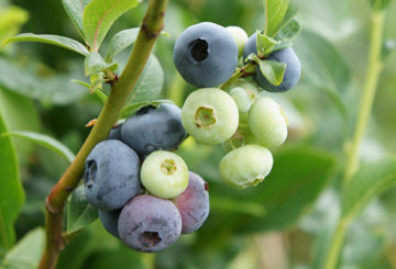 Elisabeth Blueberry Ripening