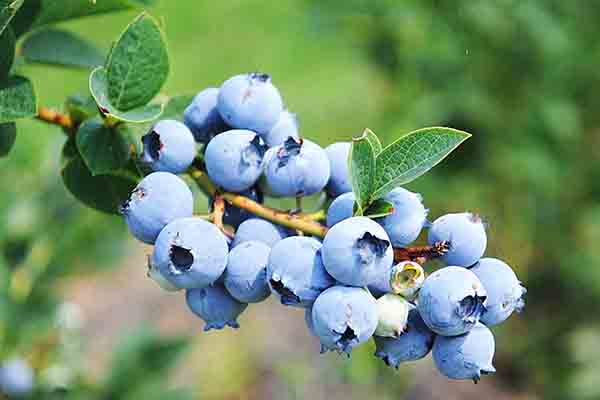 Pucuk blueberry dengan buah beri