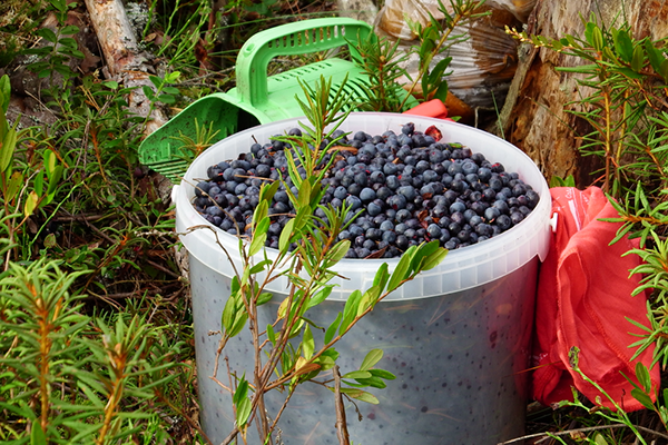 Memetik blueberry di hutan