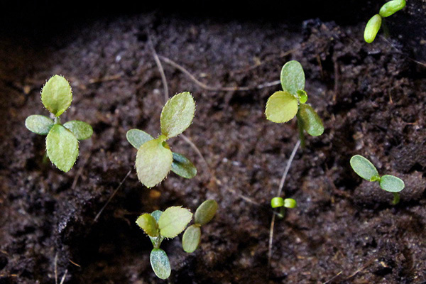 Brotes jóvenes de arándanos