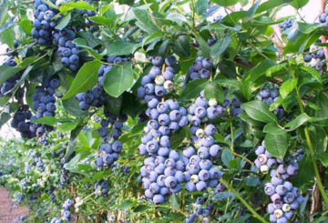Ang mga fruiting blueberries na 