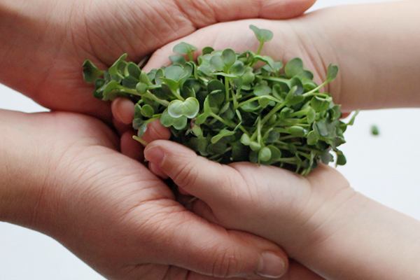 Microgreens broccoli i händerna på ett barn