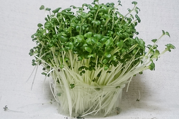 Microgreen broccoli într-un recipient de plastic