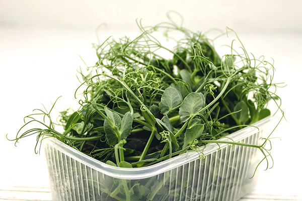 Erwt microgreens