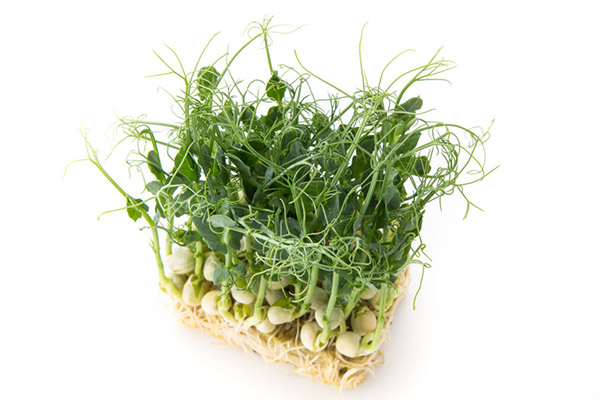 Microgreens de ervilhas cultivadas sem terra