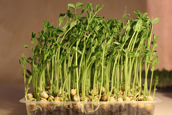 Microgreens de ervilha em uma bandeja de plástico