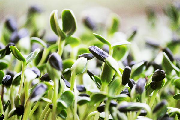 Groeiende microgreens van zonnebloem