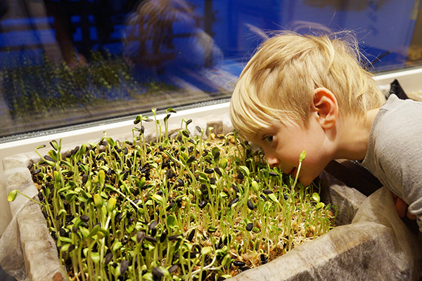 Das Kind beobachtet das Wachstum von Sonnenblumen-Mikrogrüns