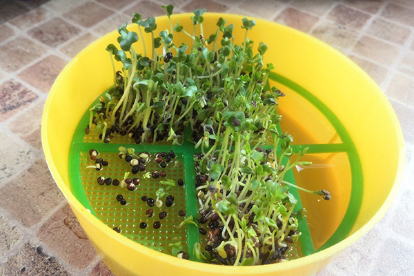 The simplest germinator for microgreens