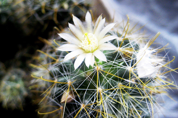 Ziedošs kaktuss