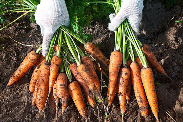 Recoltarea morcovilor