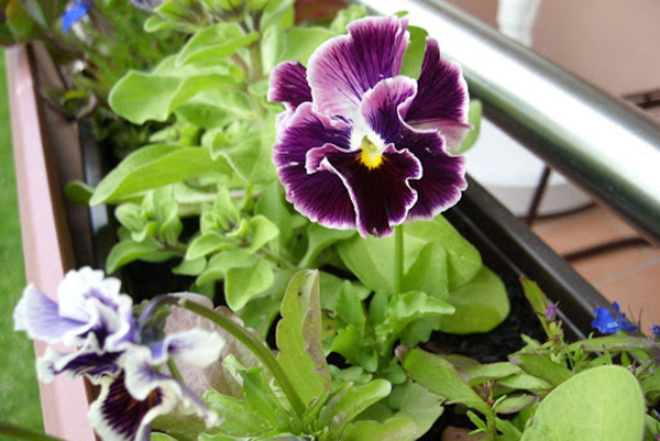 Viola blommar på balkongen