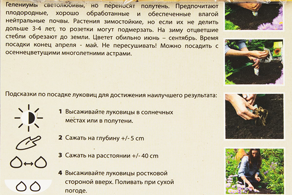 تعليمات لزراعة الجيلنيوم من البذور