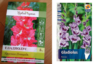 Gladiolus seeds