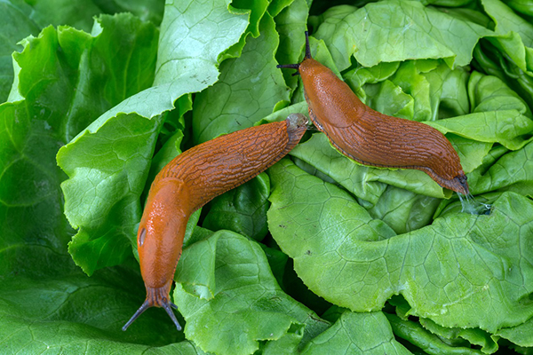 Slug pada salad