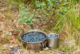 Ang pagpili ng blueberry ng kagubatan