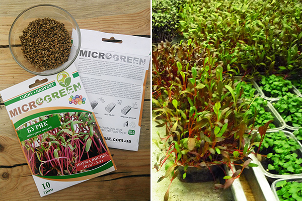 Microgreens de beterraba em crescimento