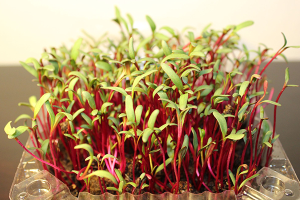 Microgreens de beterraba