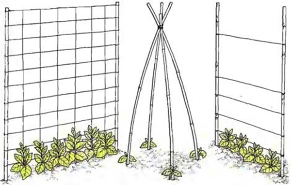 Types de supports pour jarretières de haricots