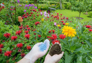 Top dressing of garden flowers in the ground