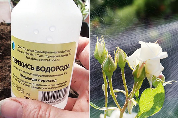 Pulverizarea unui trandafir cu apă cu peroxid