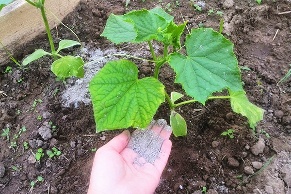 Fertilizing cucumbers with ash
