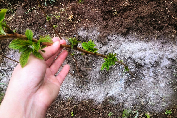 Fertilizing raspberries with ash