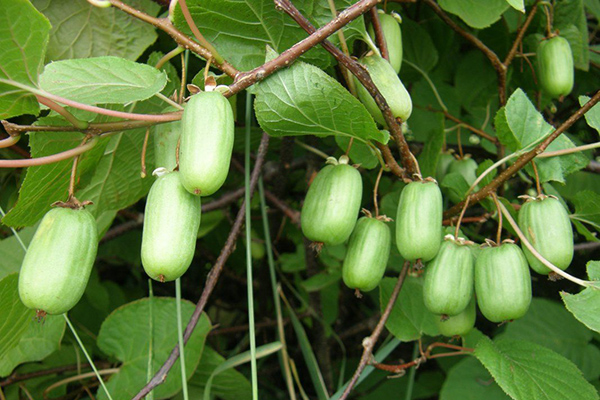 Actinidia kolomikta gyümölcsök