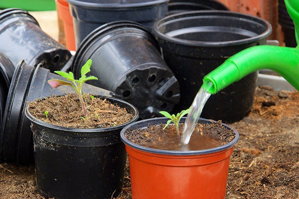 Watering tomato seedlings with ammonium nitrate solution