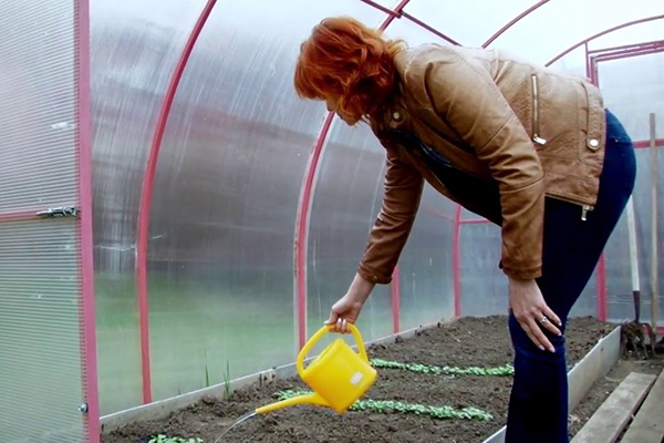 Ang pagtutubig ng mga punla sa isang greenhouse