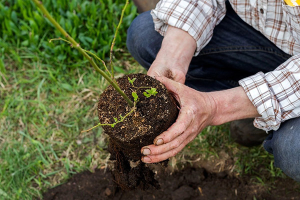 Planter des myrtilles