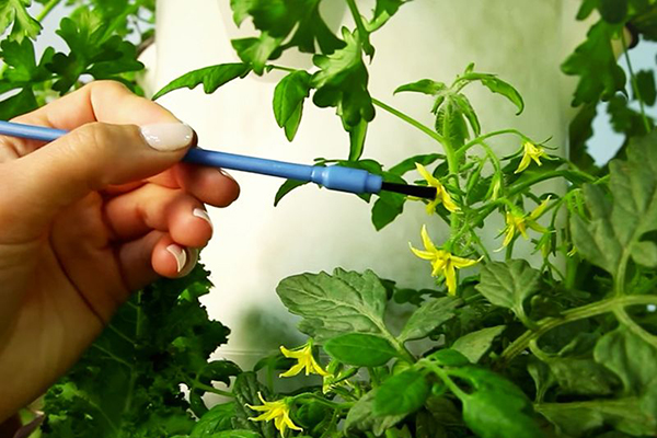 Pollinering av tomater med en borste