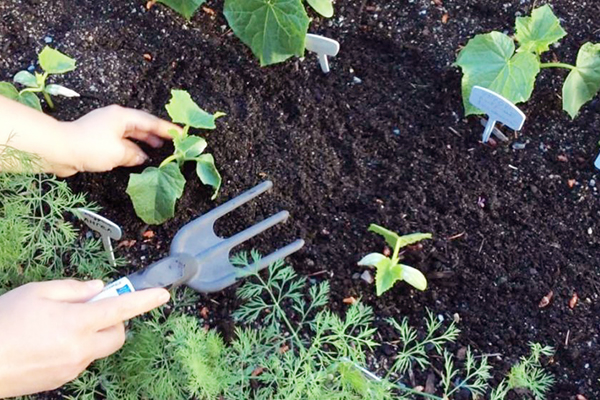 Разхлабване на почвата в лепенка с краставици