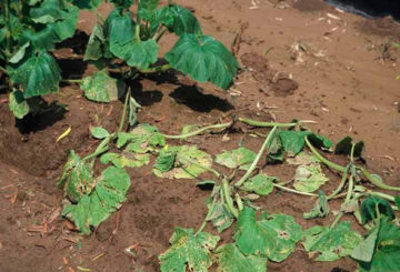 Симптоми на гниене на корени от краставица