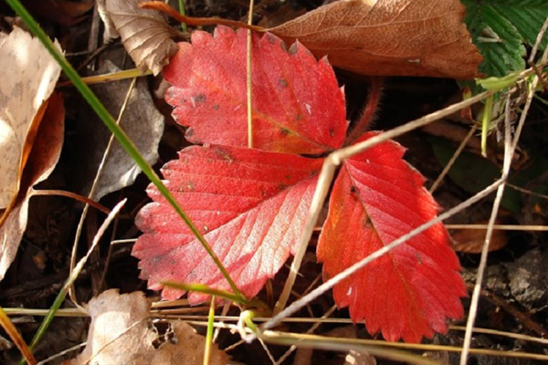 Hoja de fresa roja