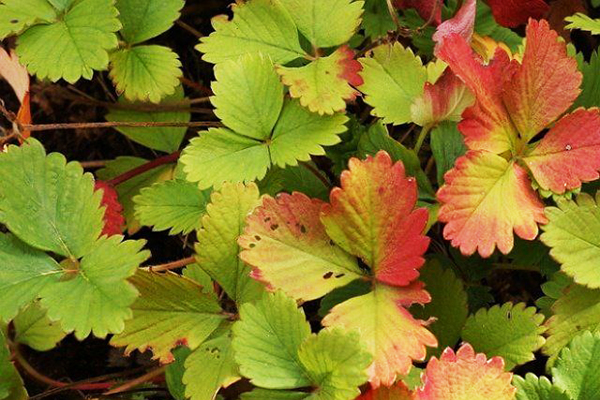 Aardbeibladeren worden rood