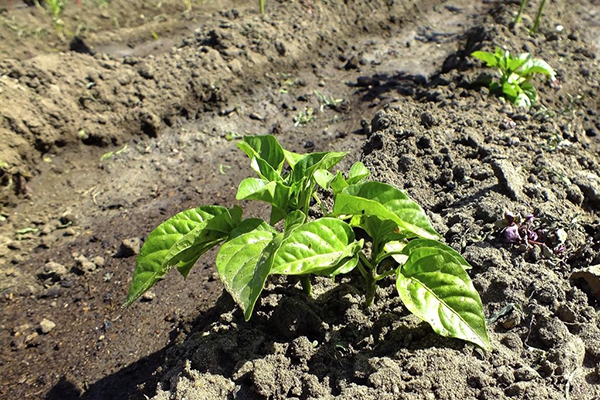 Pimenta após o plantio em terreno aberto