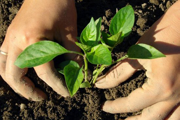 Plantar plántulas de pimiento en campo abierto.