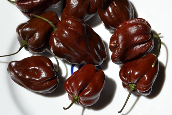 Biber Habanero Çikolatalı