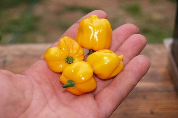 Плод от пипер Habanero Fataly