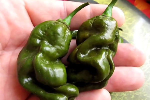 Habanero žaliųjų pipirų vaisiai