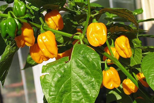 Növekvő Habanero Big Sun Peppers