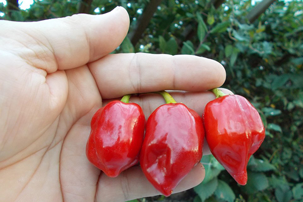 Pimiento rojo caribeño habanero