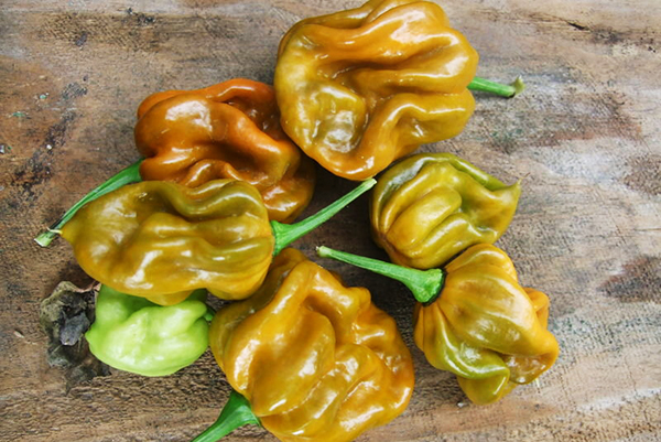 Habanero garstyčių pipirų vaisiai