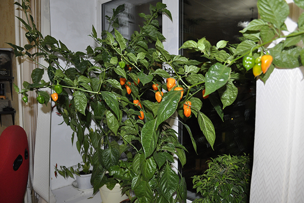 Menanam lada habanero di rumah