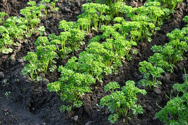 Root parsley beds