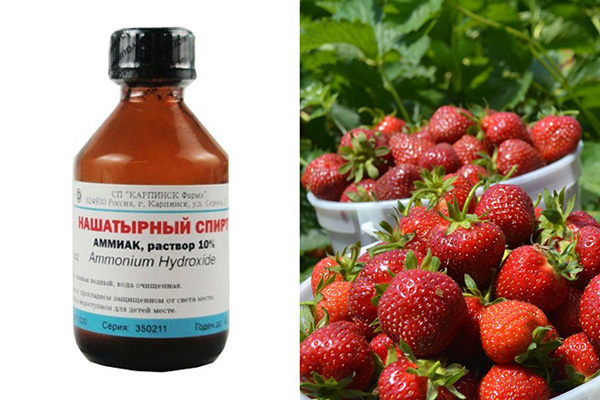 Ammonium för utfodring av jordgubbar