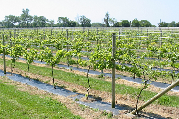 Growing adult grapes on a trellis