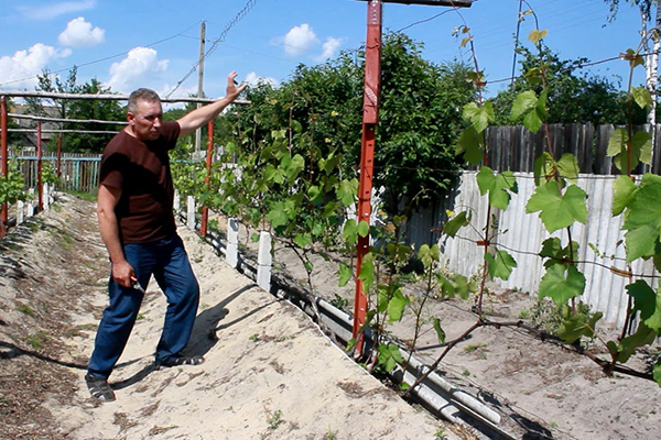 Man shows trellis with grapes